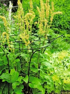 Essex Plant Supports 12 Essex Plant Supports -Garden Care Shop 37423 200 tif