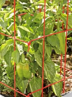 Pepper And Eggplant Cages, Set Of 3 12 Pepper And Eggplant Cages, Set Of 3 -Garden Care Shop 37464 567 tif