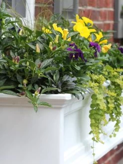 Fairfield Self-Watering Window Box, 4’ 14 Fairfield Self-Watering Window Box, 4’ -Garden Care Shop 39345 102V tif