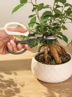 Japanese Pruning Scisssors 16 Japanese Pruning Scisssors -Garden Care Shop 3 4 crop 8612968 0087