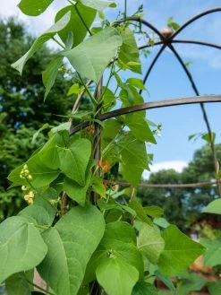 Jardin Tower 10 Jardin Tower -Garden Care Shop 3 4 crop 8612997 0058