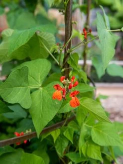 Jardin Tower 11 Jardin Tower -Garden Care Shop 3 4 crop 8612997 0059