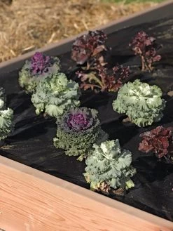 Easy-Plant Weed Block Mulch 7 Easy-Plant Weed Block Mulch -Garden Care Shop 40356 219 tif