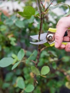 Pocket Pruners -Garden Care Shop 8586314 027 tif