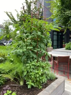 Tomato Towers, Set Of 2 -Garden Care Shop 8587041 01IN tif