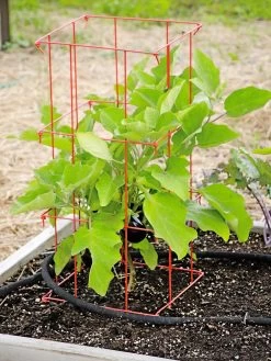 Pepper And Eggplant Cages, Set Of 3 11 Pepper And Eggplant Cages, Set Of 3 -Garden Care Shop 8587048 103 tif