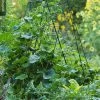 Deluxe Cucumber Trellis 2 Deluxe Cucumber Trellis -Garden Care Shop 8587083 01IN
