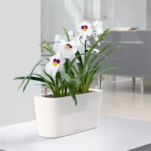Lechuza® Delta Self-Watering Windowsill Planters 3 Lechuza® Delta Self-Watering Windowsill Planters