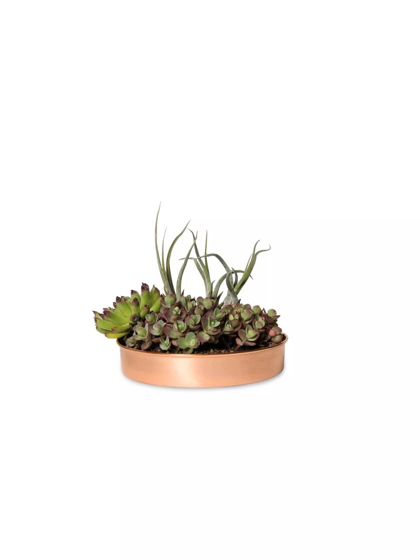 Extra Small Round Copper Plant Tray, 8" 4 Extra Small Round Copper Plant Tray, 8" - Image 2