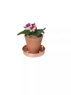 Extra Small Round Copper Plant Tray, 8" 12 Extra Small Round Copper Plant Tray, 8" -Garden Care Shop 8593528 2922 tif