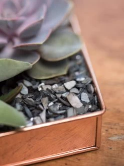 Rectangular Copper Plant Tray, 24" X 5" 10 Rectangular Copper Plant Tray, 24" X 5" -Garden Care Shop 8593533 4570 tif