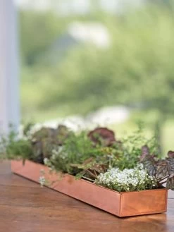 Rectangular Copper Plant Tray, 24" X 5" 9 Rectangular Copper Plant Tray, 24" X 5" -Garden Care Shop 8593533 4626 tif