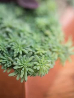 Tall Rectangular Copper Plant Tray, 18" X 5" X 4" -Garden Care Shop 8593534 4601 tif