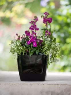 Viva Square Self-Watering Planter, 7" Diameter -Garden Care Shop 8595223 1107 tif