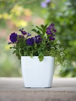 Viva Square Self-Watering Planter, 7" Diameter -Garden Care Shop 8595223 1118 tif