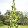 Titan Teepee Trellis 1 Titan Teepee Trellis -Garden Care Shop 8595757 1206 titan teepee cucumber peas beans tif