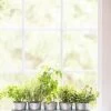Galvanized Herb Planters With Rectangular Tray -Garden Care Shop 8595903 5946 tif