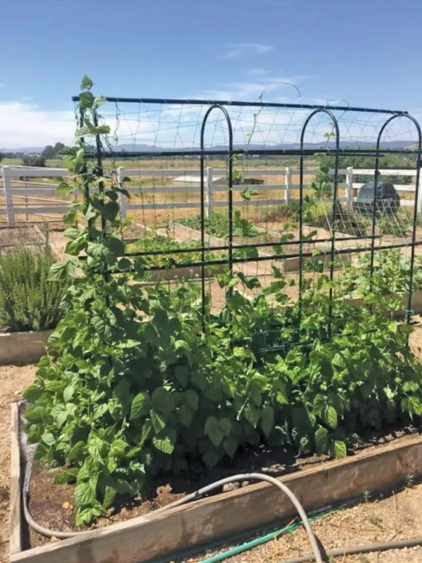 Titan Pea Tunnel 6 Titan Pea Tunnel - Image 4