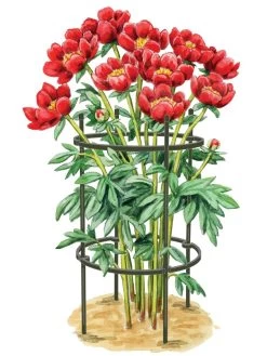 Best Seller 11 Titan Peony Supports, Medium, Set Of 2