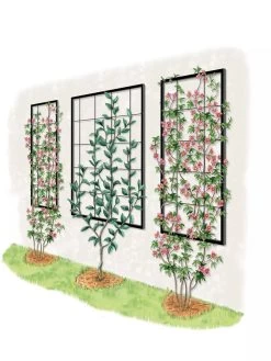 Exeter Wall Trellis 13 Exeter Wall Trellis -Garden Care Shop 8600049 50 0001 art tif