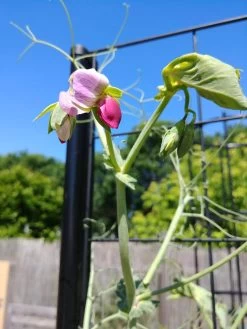 Gardener’s Victory Self-Watering Planter Garden With Vine Trellis -Garden Care Shop 8600177 6588 tif 1