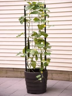 Gardener’s Victory Self-Watering Planter With Vine Trellis -Garden Care Shop 8600177 9876 tif
