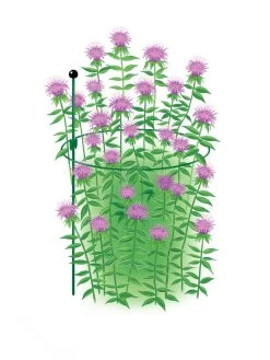 Garden Care Shop -Garden Care Shop 8610383 Peacock15x30 tif