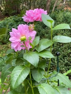 Garden Care Shop 16 Peacock Classic Plant Support Rings 15", Set Of 2