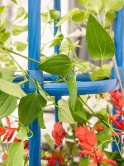 Fleur De Lis Obelisk, 67" 9 Fleur De Lis Obelisk, 67" -Garden Care Shop 8611663 0607 tif