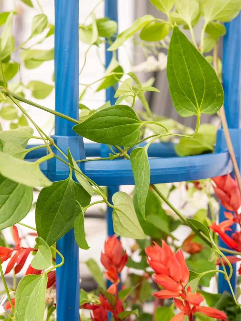Fleur De Lis Obelisk, 67" 5 Fleur De Lis Obelisk, 67" - Image 3