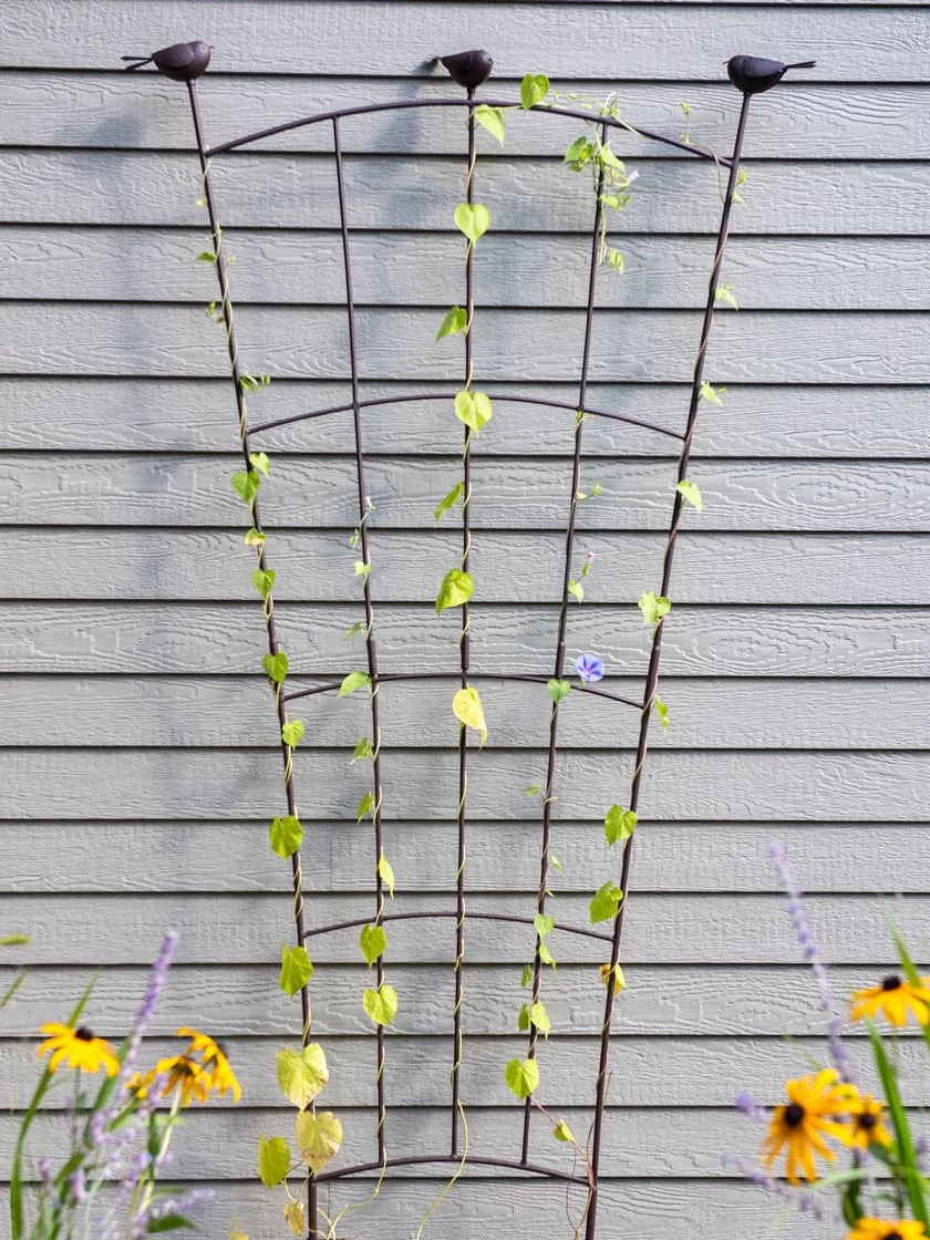 Flock Of Friends Wall Trellis 3 Flock Of Friends Wall Trellis