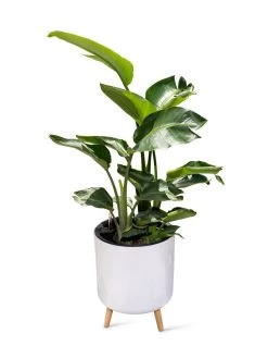 Ava Self-Watering Round Planter -Garden Care Shop 8612692 0002