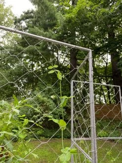 Chicken Wire Pea Trellis 20 Chicken Wire Pea Trellis -Garden Care Shop 8612718 7302