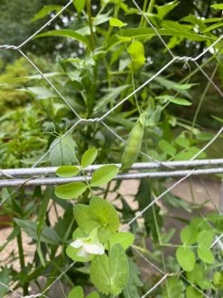 Chicken Wire Pea Trellis 18 Chicken Wire Pea Trellis -Garden Care Shop 8612718 7307