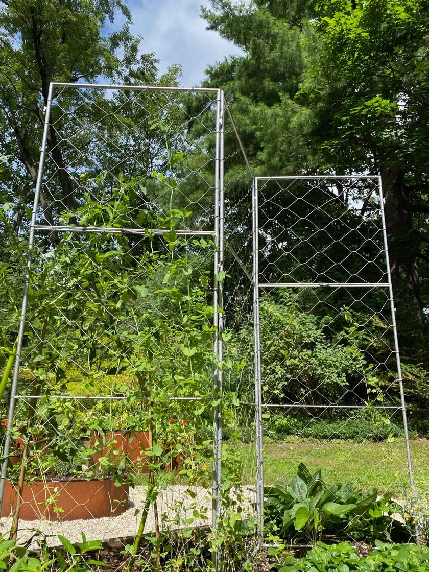 Chicken Wire Pea Trellis 4 Chicken Wire Pea Trellis - Image 2