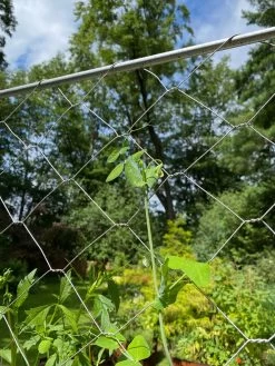Chicken Wire Pea Trellis 19 Chicken Wire Pea Trellis -Garden Care Shop 8612718 7311