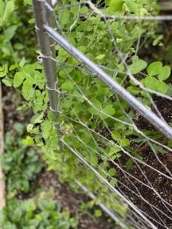 Chicken Wire Pea Trellis 17 Chicken Wire Pea Trellis -Garden Care Shop 8612718 7312