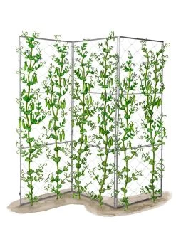 Chicken Wire Pea Trellis 23 Chicken Wire Pea Trellis -Garden Care Shop 8612718 peatrellis art chicken wire pea trellis