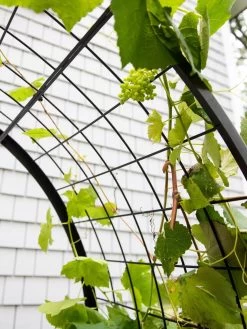 2’ X 4’ Arch Trellis For Planter Boxes 17 2’ X 4’ Arch Trellis For Planter Boxes -Garden Care Shop 8612976 0436