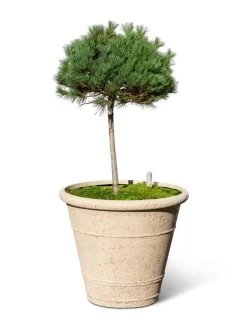 Self-Watering LavaStone® Anson Pot 13 Self-Watering LavaStone® Anson Pot -Garden Care Shop 8613256 0138