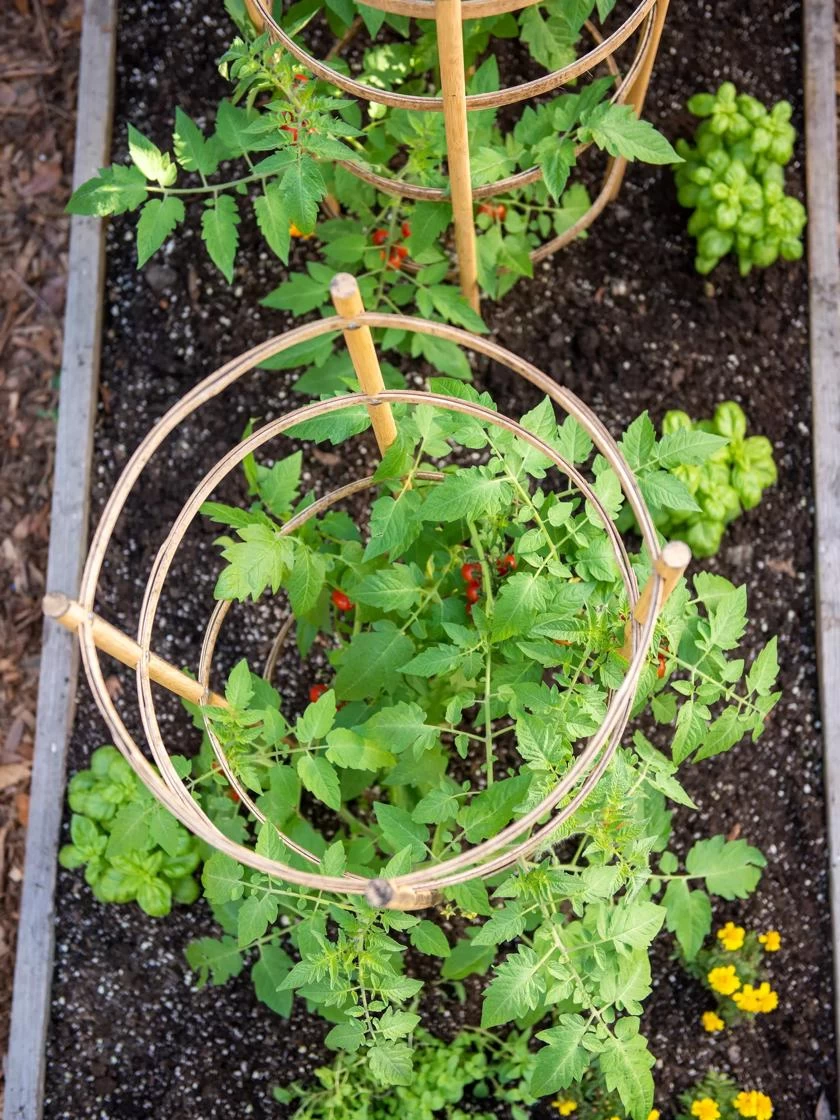 Bamboo Tomato Cages, Set Of 3 6 Bamboo Tomato Cages, Set Of 3 - Image 4
